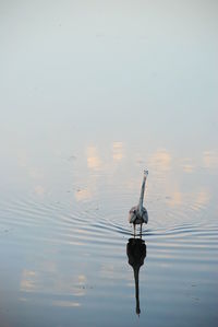 View of swan swimming in lake