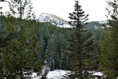 Pine trees in forest against sky during winter