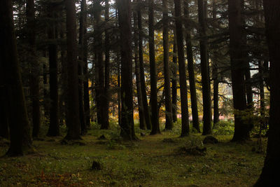 Trees in forest