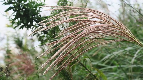 Close-up of plant against trees