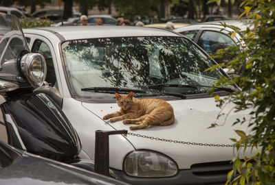 Cat looking through car windshield