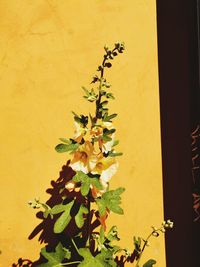 Close-up of yellow flowering plant against wall