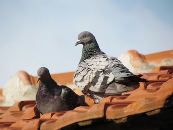 Close-up of pigeon perching