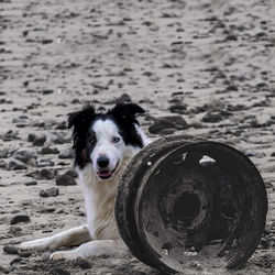 Portrait of dog on beach