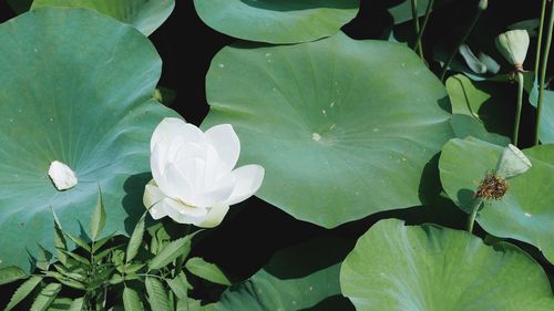 Close-up of white flowers blooming outdoors