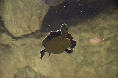 High angle view of turtle in sea