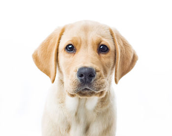 Close-up portrait of puppy against white background