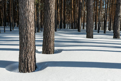 Pine trees in forest during winter