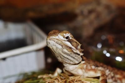 Close-up of lizard on wood