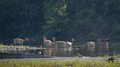 Flock of birds in the lake