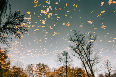 Low angle view of trees against sky during autumn