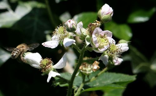 Close-up of white flowers