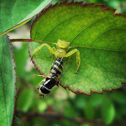 Close-up of insect on leaf