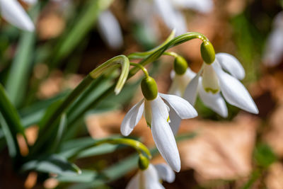 Close-up of white flowering plant