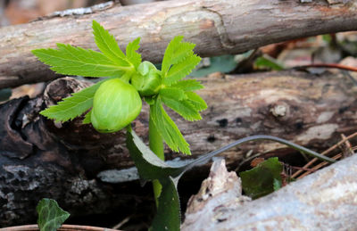 Close-up of fresh green plant