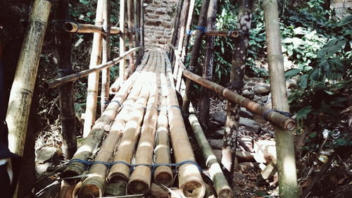 Low angle view of bamboo trees in forest