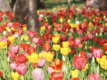 Close-up of multi colored tulips