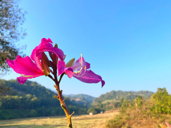 Close-up of pink flowering plant against blue sky