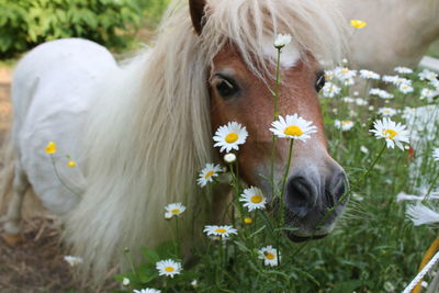 Portrait of horse with daisy flowers on field
