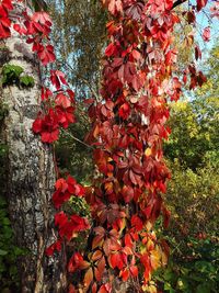 Close-up of red flowering tree