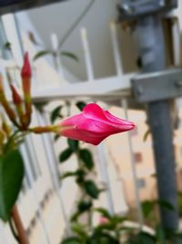 Close-up of pink flower blooming outdoors