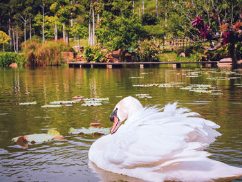 View of swan floating on lake