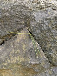 High angle view of rock on wall