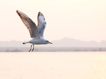 Seagull flying over sea against sky during sunset