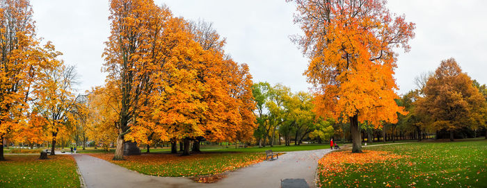 Trees in park during autumn