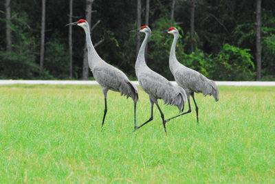 Side view of a bird on field