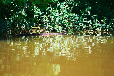 Close-up of plants in water