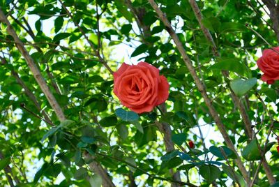 Close-up of red rose