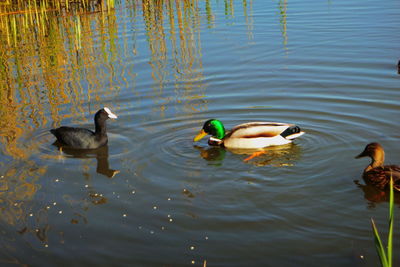 Ducks swimming in lake