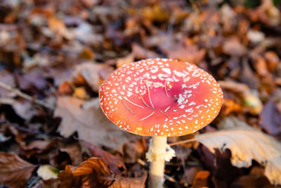 Close-up of fly agaric mushroom on field