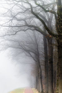 Low angle view of bare trees in foggy weather