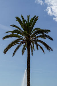 Low angle view of palm tree against sky