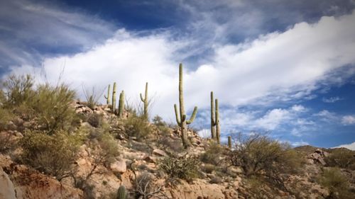 Low angle view of cactus plants against sky