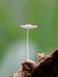 Close-up of woman holding mushroom