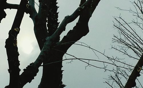 Low angle view of bare tree against sky