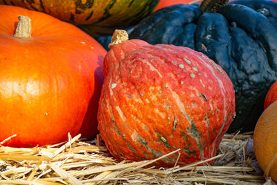 Close-up of pumpkins