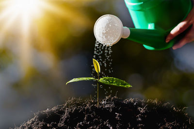 Close-up of hand watering plant outdoors