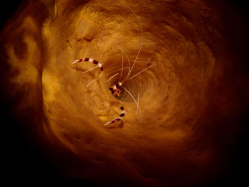 Close-up of spider