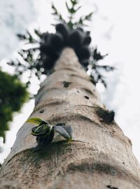 Close-up of lizard on tree trunk