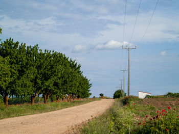 Trees on field against sky