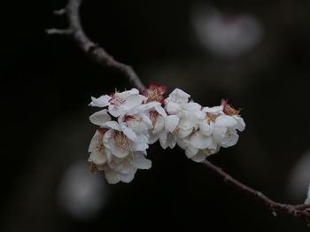 Close-up of white flowers on branch