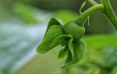 Close-up of leaves