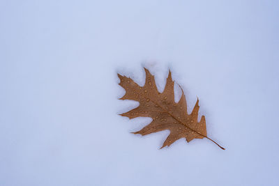 Close-up of dry leaves on white background