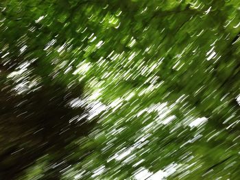 Full frame shot of leaves