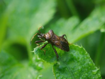 Close-up of insect on leaf