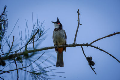 Low angle view of bird perching on a tree